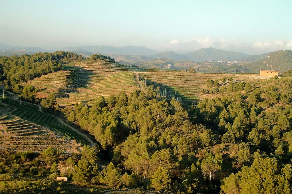 Fotografia de les vinyes del Celler Clos Galena.