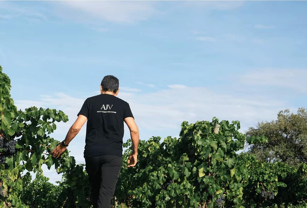 Fotografia de les vinyes de Alicia i Josep Viticultors.